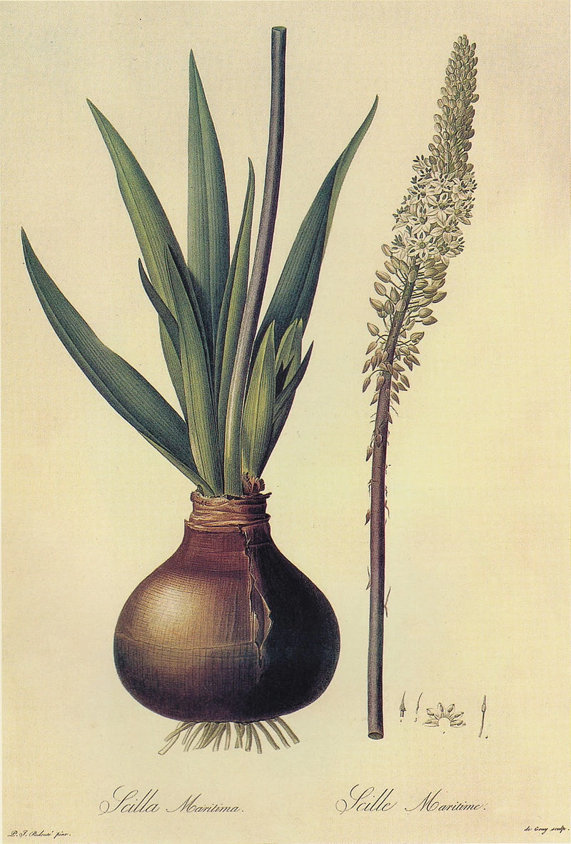 Urginea maritima